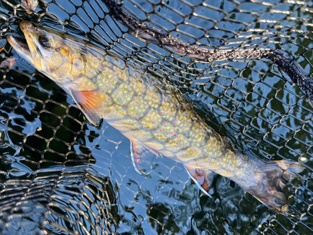 Bear’s Den Freshwater Fishing Report 10/3/2026