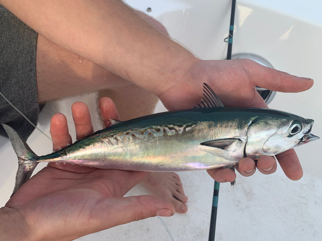 Five weight tuna and the “scum-bag” bird by Anthony Lombardo