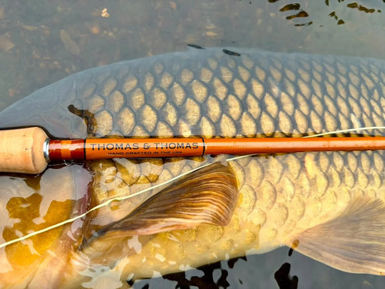 Thomas &amp; Thomas Lotic II Rod