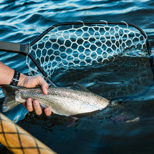 Rising Boat Net