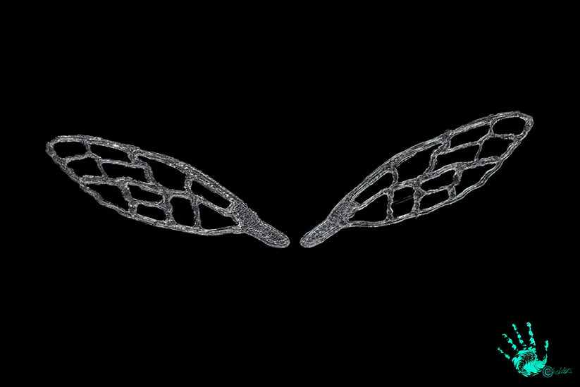 Blane Chocklett 3D Bug Wings