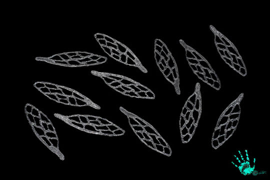 Blane Chocklett 3D Bug Wings