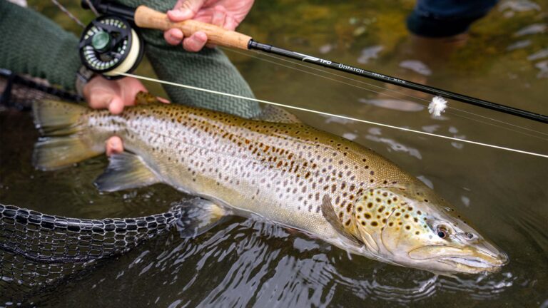 Temple Fork Outfitters Dispatch Fly Rod