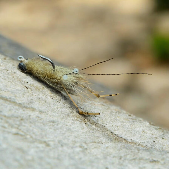 Dave Skok Coony Sand Shrimp