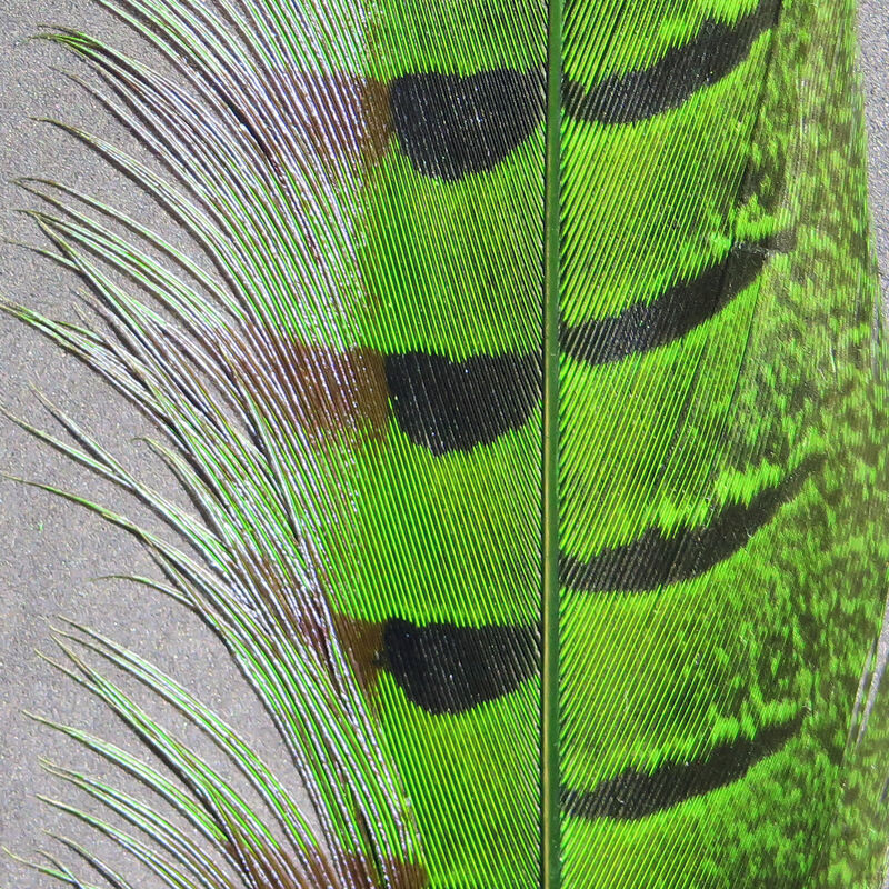 Hareline Ringneck Pheasant Tail Feathers