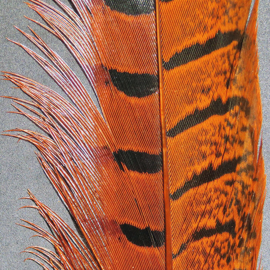 Hareline Ringneck Pheasant Tail Feathers