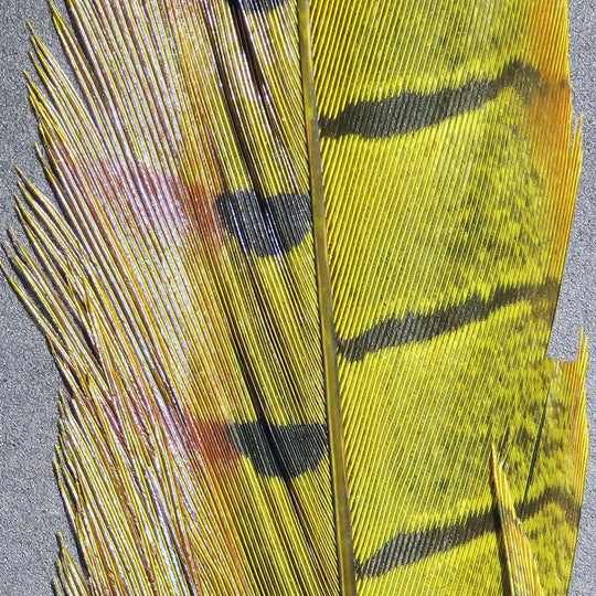 Hareline Ringneck Pheasant Tail Feathers